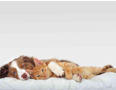 pet odor removal in buffalo ny