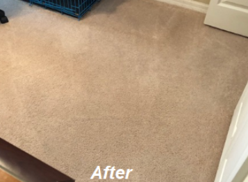 pet odor removal service Buffalo
