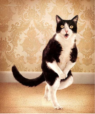 Pet Carpet Cleaning Service Buffalo NY