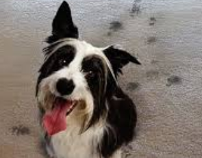Pet Stain Removal in Buffalo