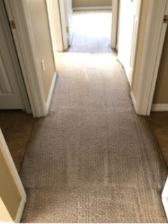 Pet Carpet cleaning Services